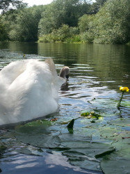 Swans by Graham Jackson wildlife river