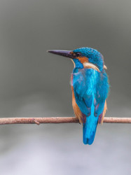 Kingfisher by Jim Hale wildlife