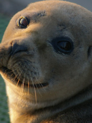 Seal by Michaela Higgs wildlife