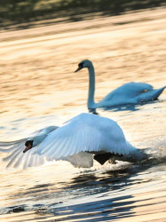 Swans by Alan Bennett wildlife