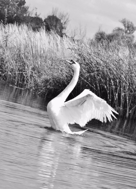2015 Photo Comp: Laura Philips