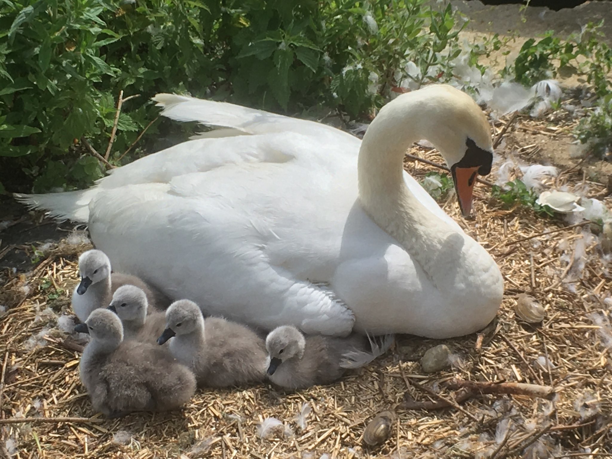 101989537_3793266667366672_7705027142676905984_n