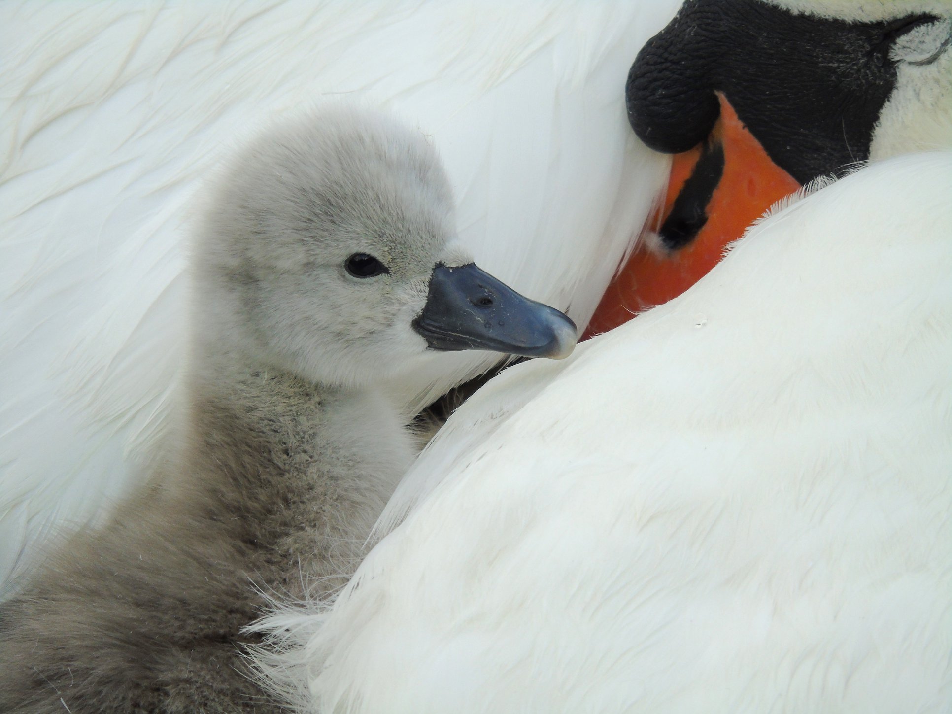 102394853_3795820107111328_7909885722507608064_n