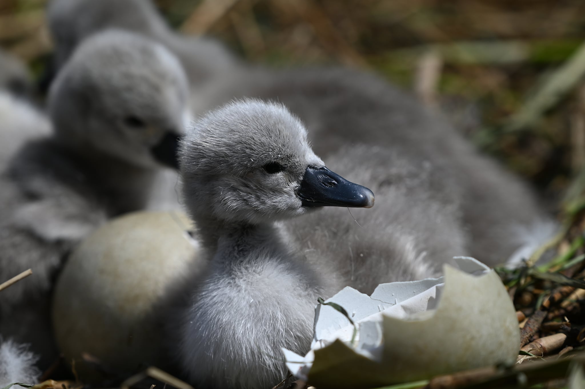 187874481_4888672581159403_666065841598215371_n