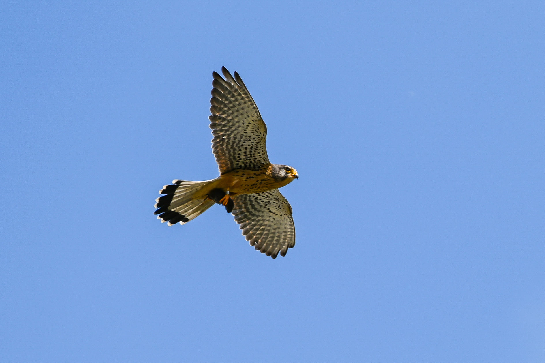 240849605_5204240762935915_7310972510116451764_n