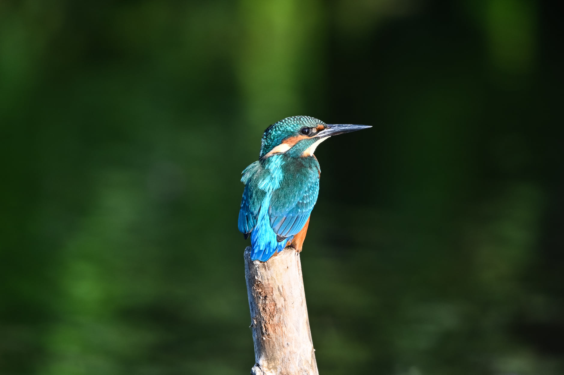 240854819_5205412252818766_7246964788307704736_n