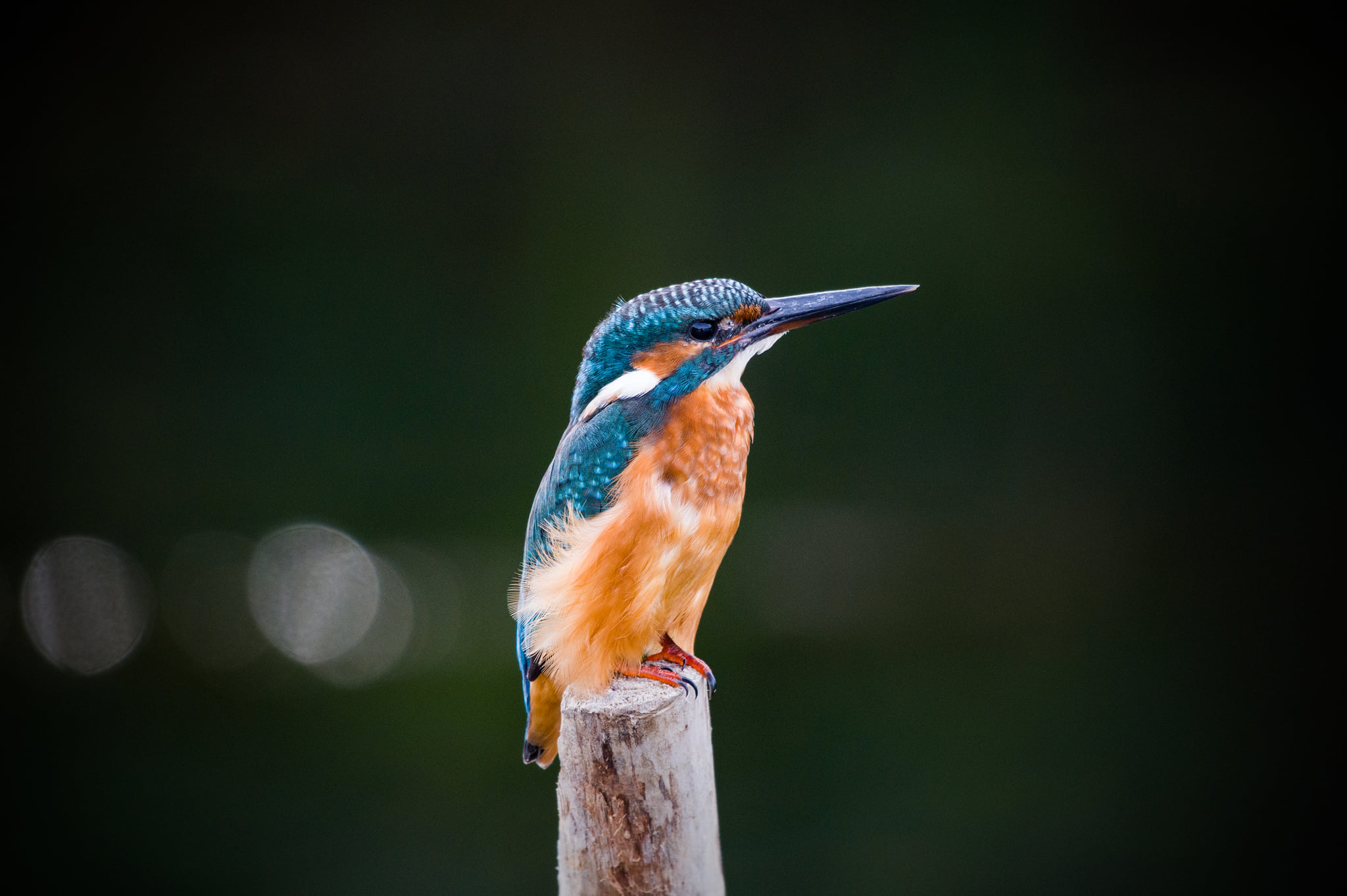 241710975_5260473867312604_1905415936696955908_n