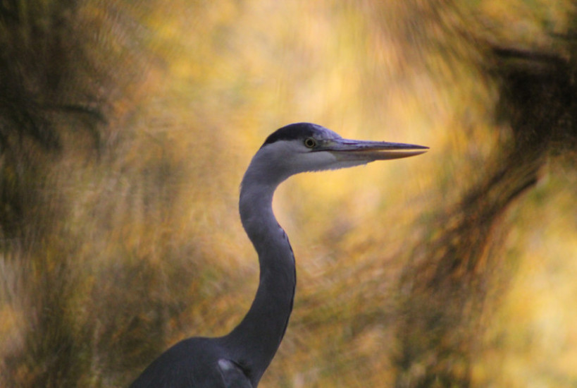 Graham-Jackson-9-e1454583852822-819×550