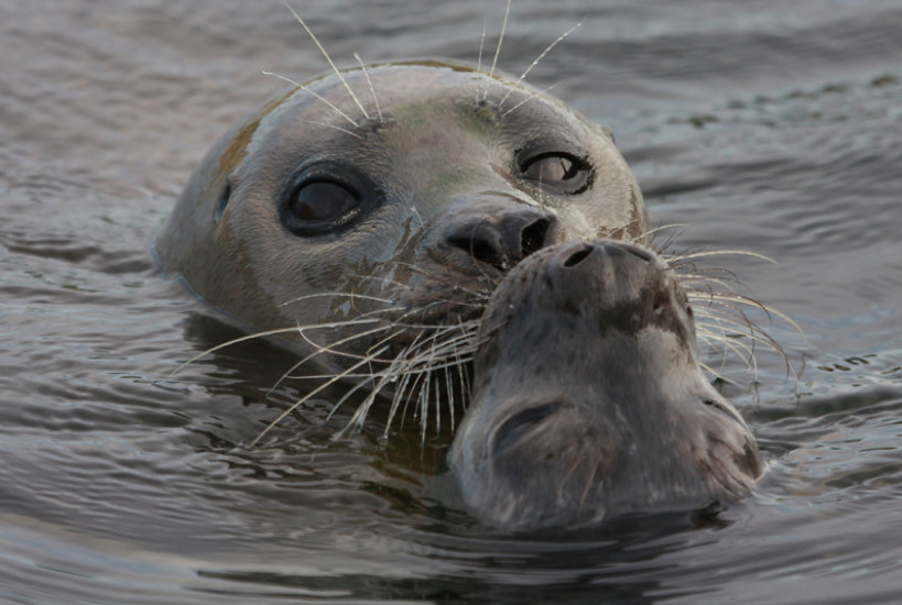 Lloyd-Brown-2-e1454583426434-819×550